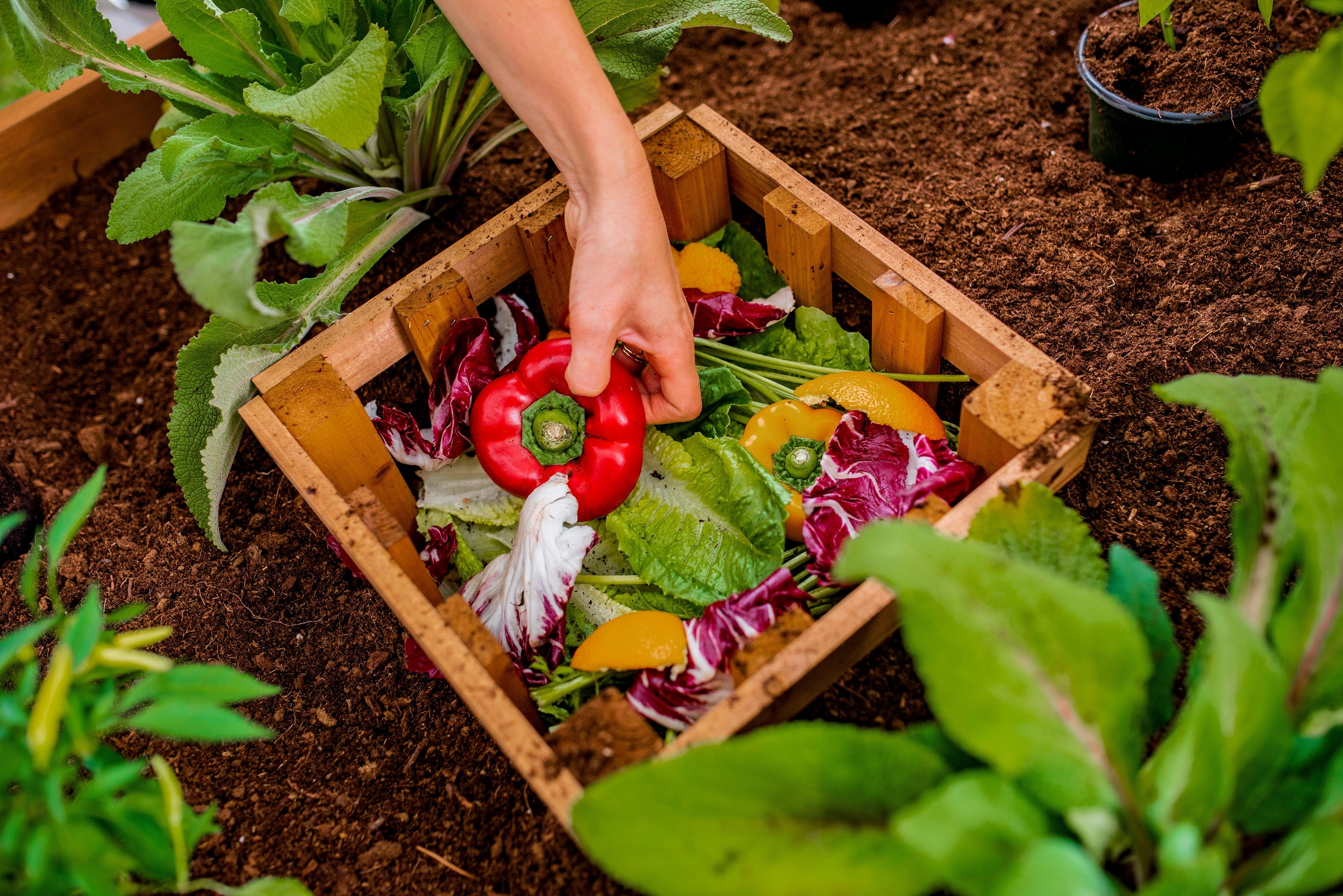 MEZZA 3x5 Keyhole Composting Garden - Image 4